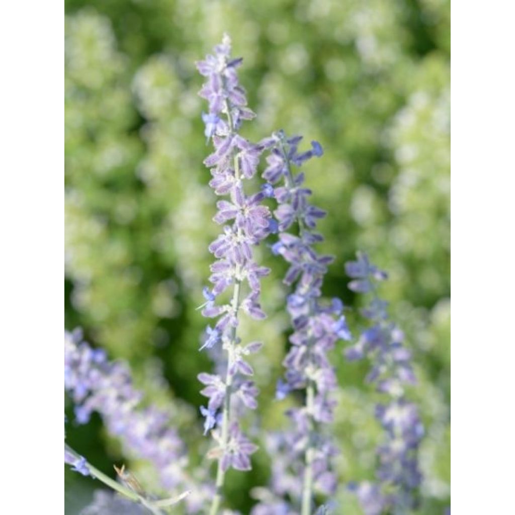 Perovskia atriplicifolia Blue Steel