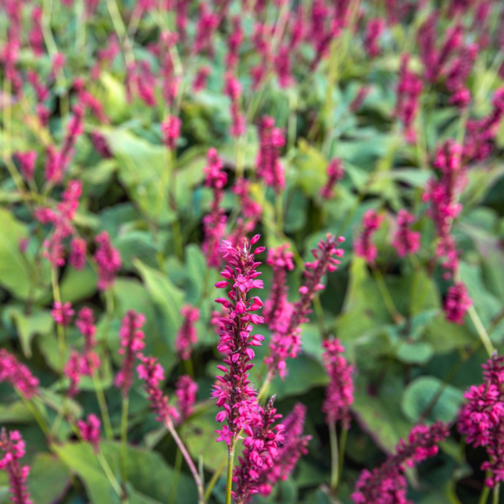 Persicaria amplexicaulis Speciosa - Persicaire - Renouée Speciosa