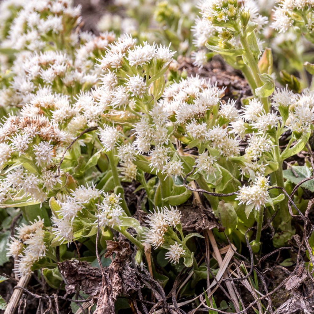 Petasites albus - Pétasite blanc