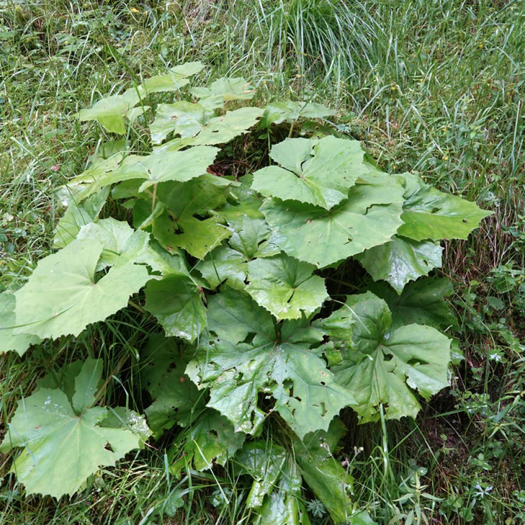 Petasites albus - Pétasite blanc