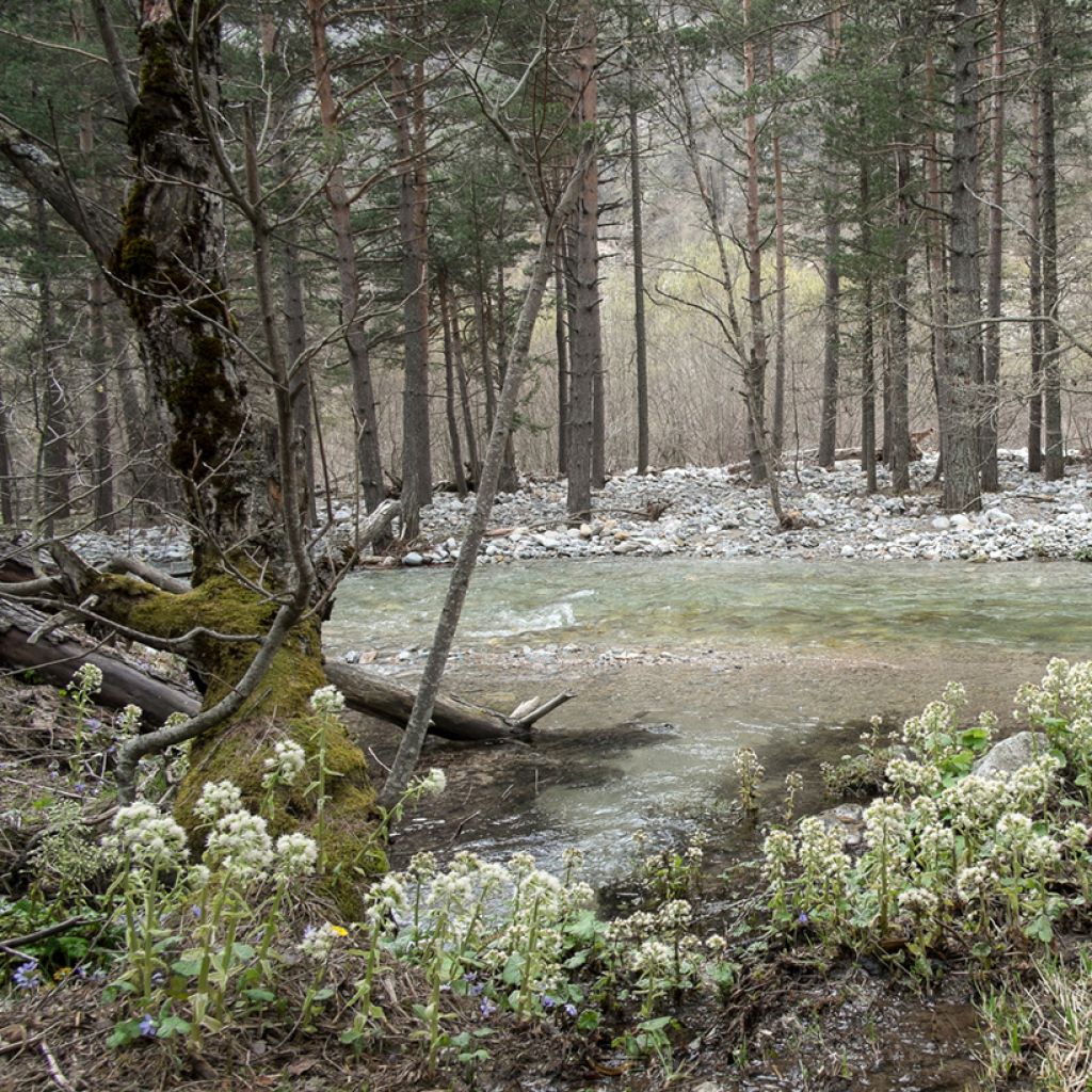 Petasites albus - Pétasite blanc