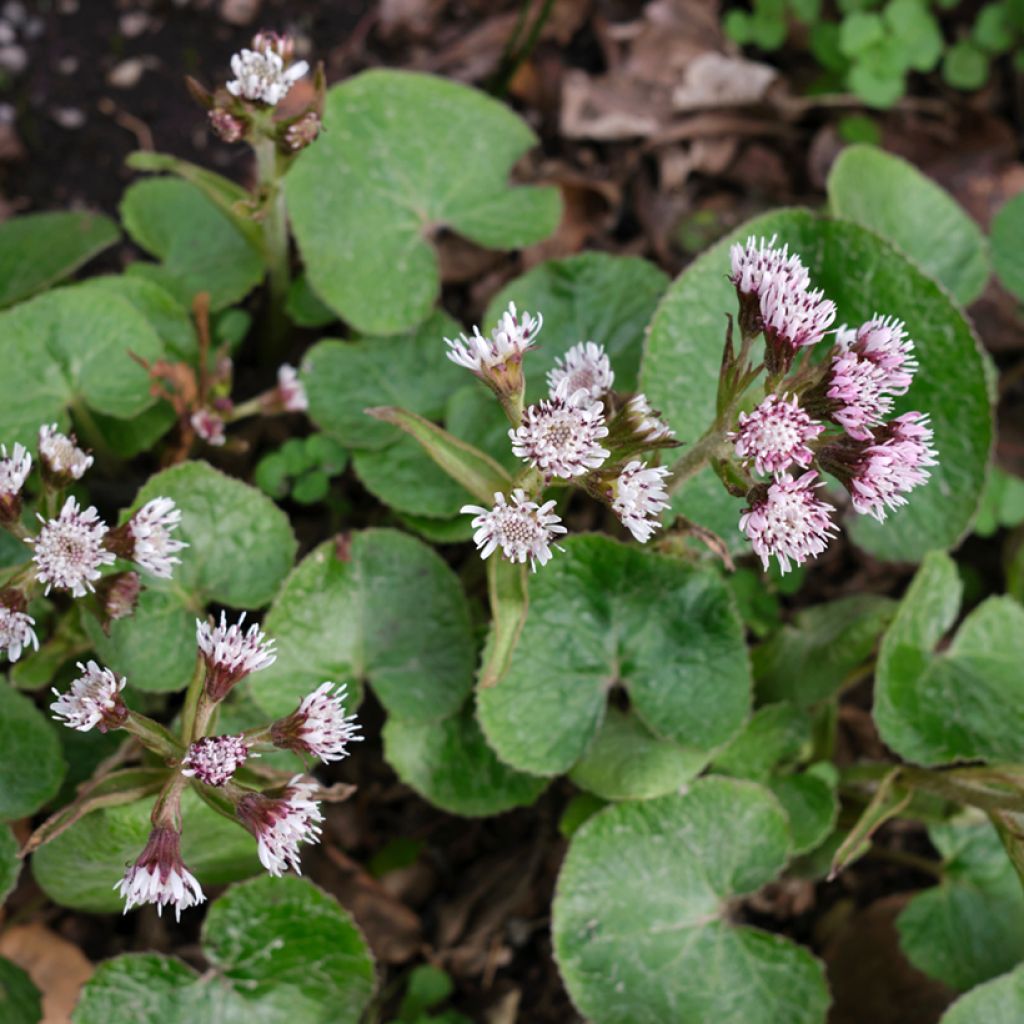 Petasites fragrans - Héliotrope d'hiver