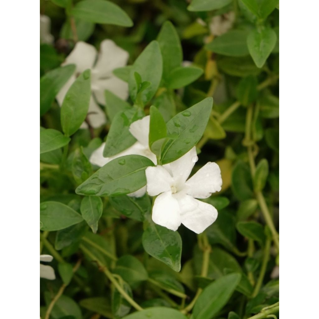 Vinca minor Gertrude Jekyll - Pervenche à petite fleurs 