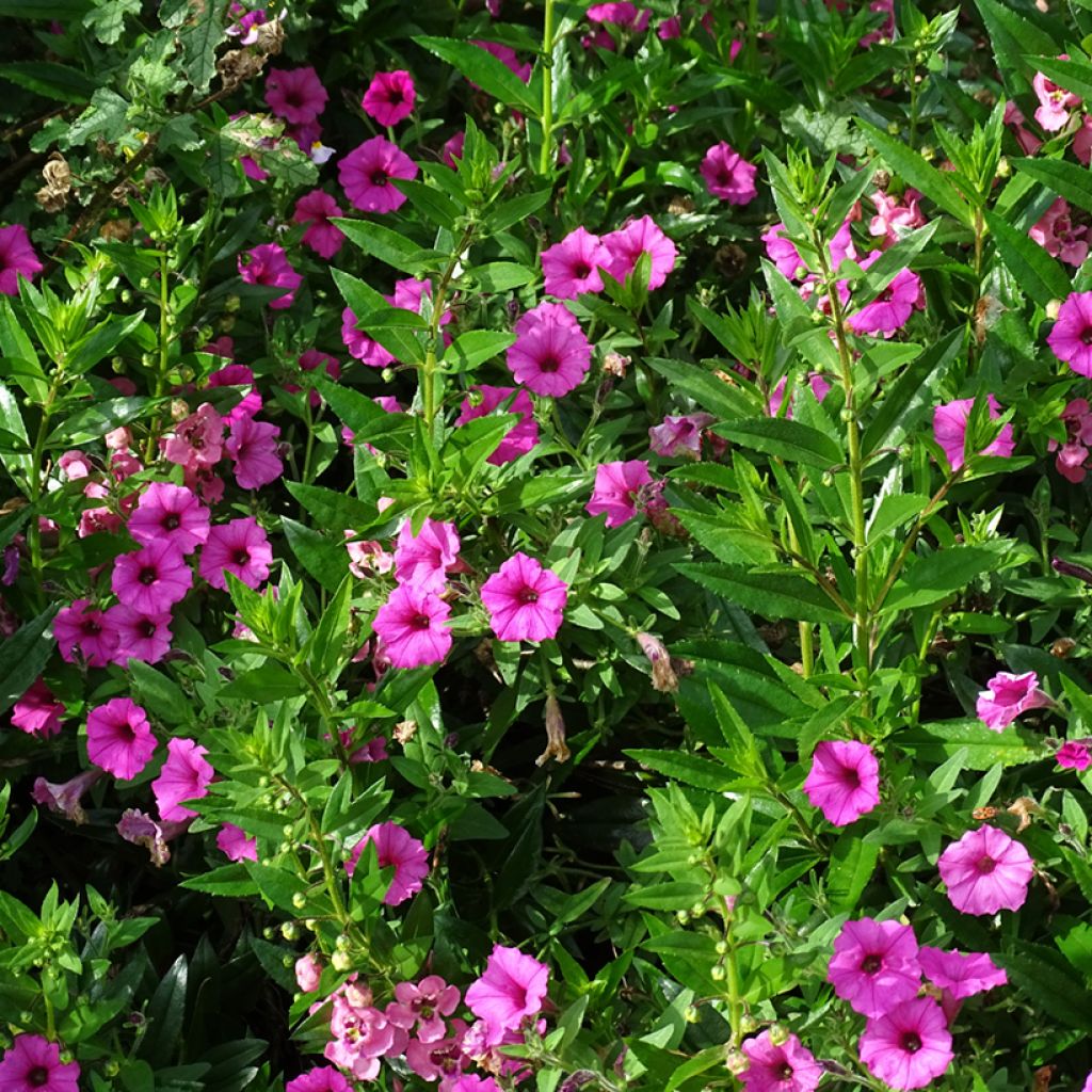 Pétunia Supertunia Vista Bubblegum
