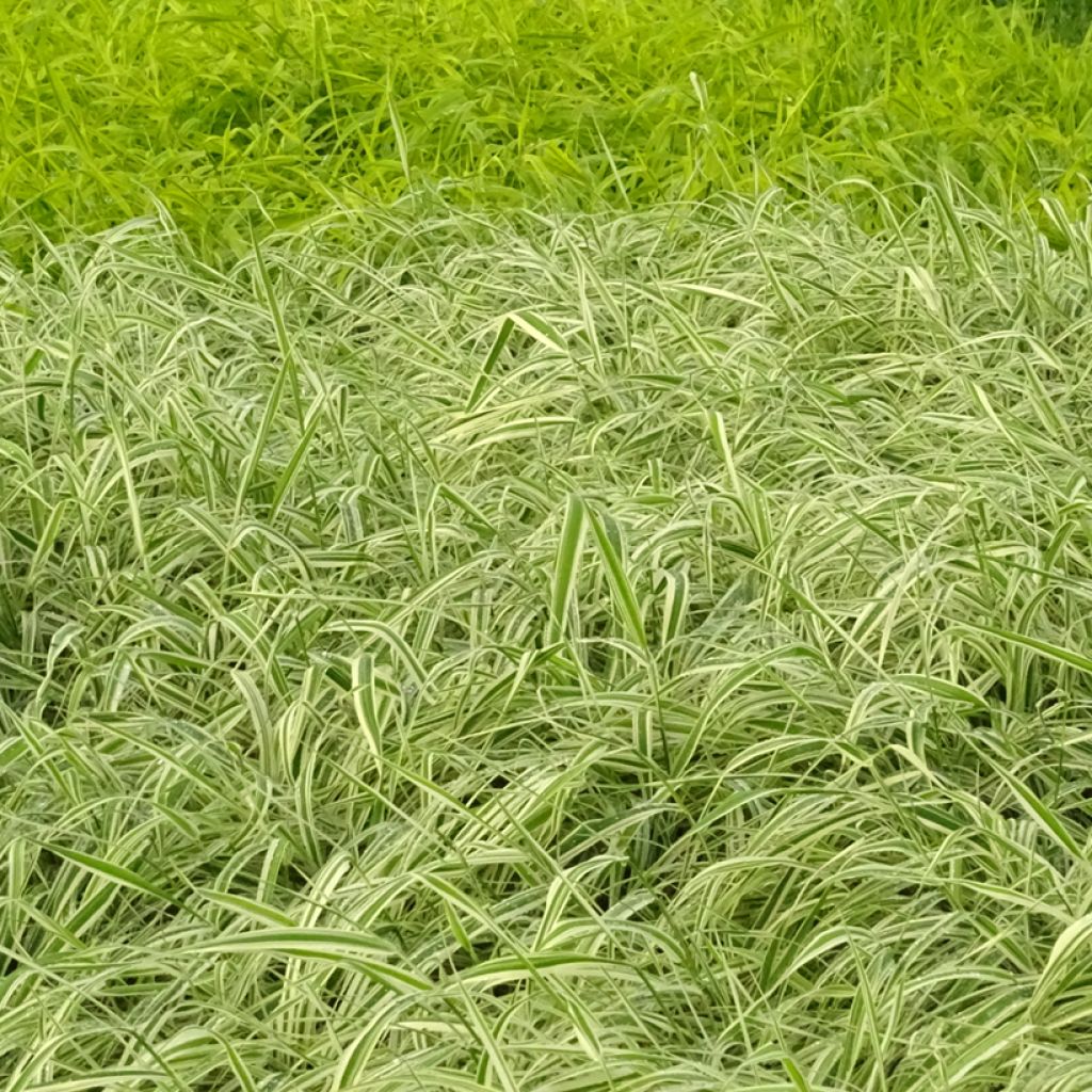 Phalaris arundinacea Picta - Alpiste faux-roseau 