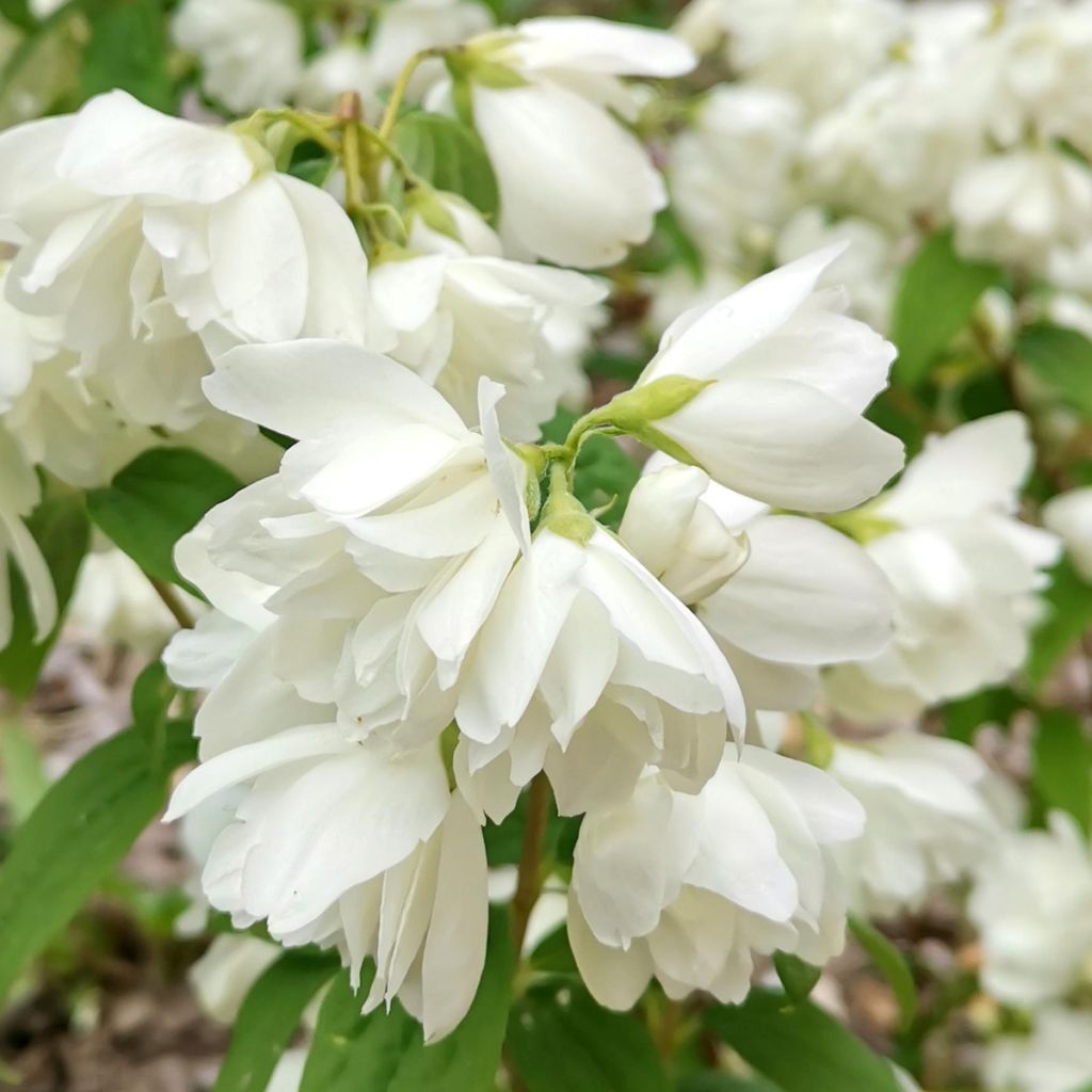 Philadelphus Little White Love - Seringat nain.