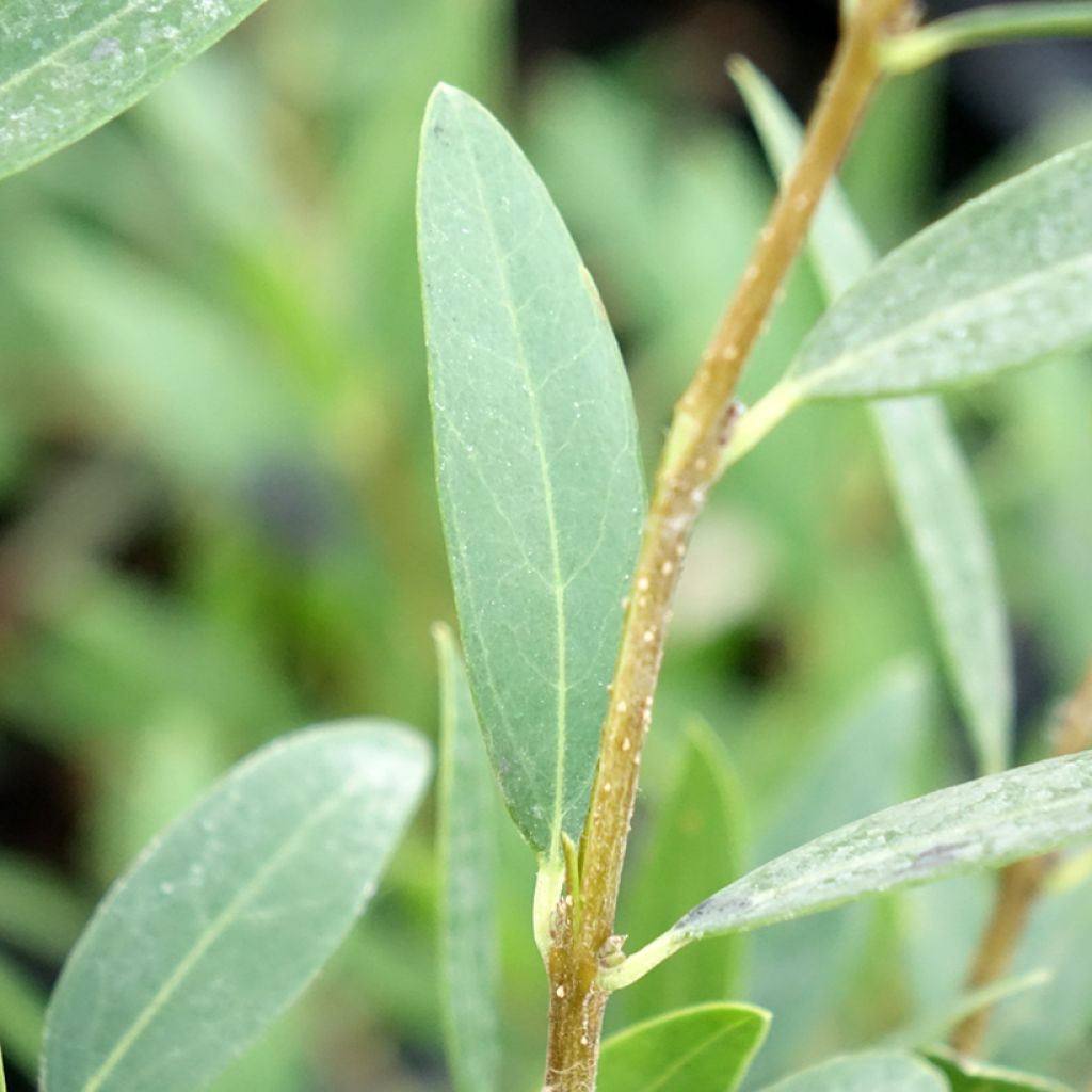 Phillyrea angustifolia Green Up - Filaire à feuilles étroites