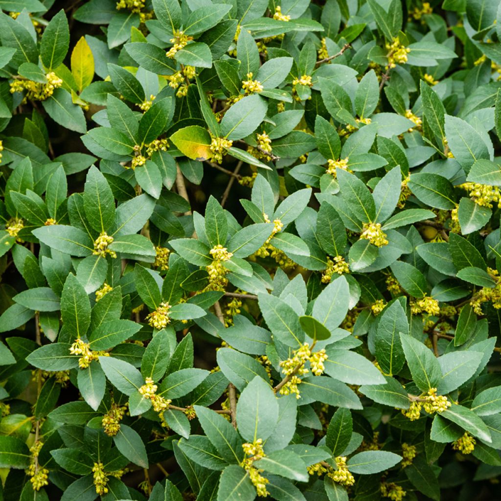 Phillyrea latifolia - Filaire à larges feuilles