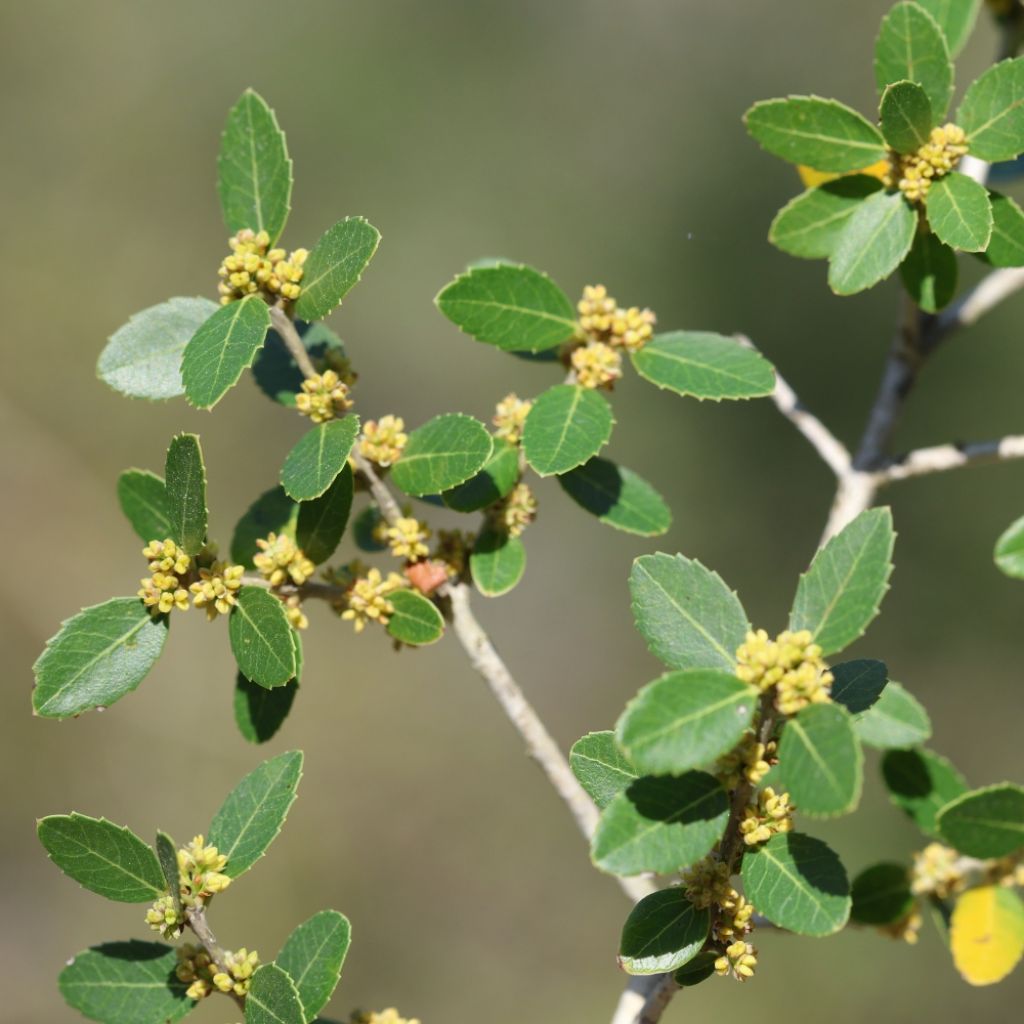 Phillyrea latifolia - Filaire à larges feuilles