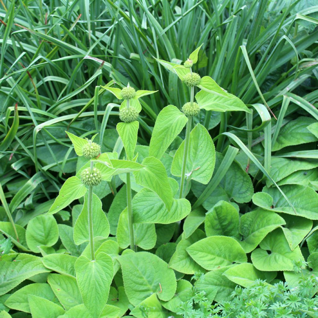 Phlomis de Russell - Phlomis russeliana