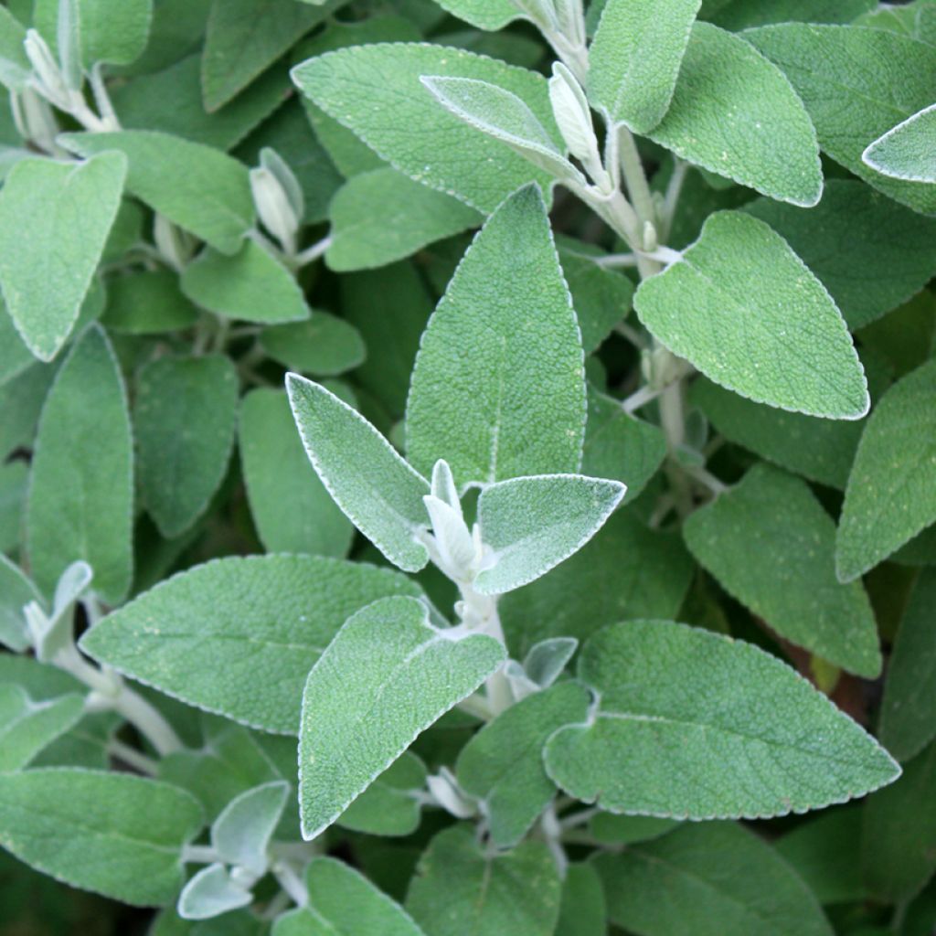 Phlomis purpurea - Sauge de Jérusalem pourpre