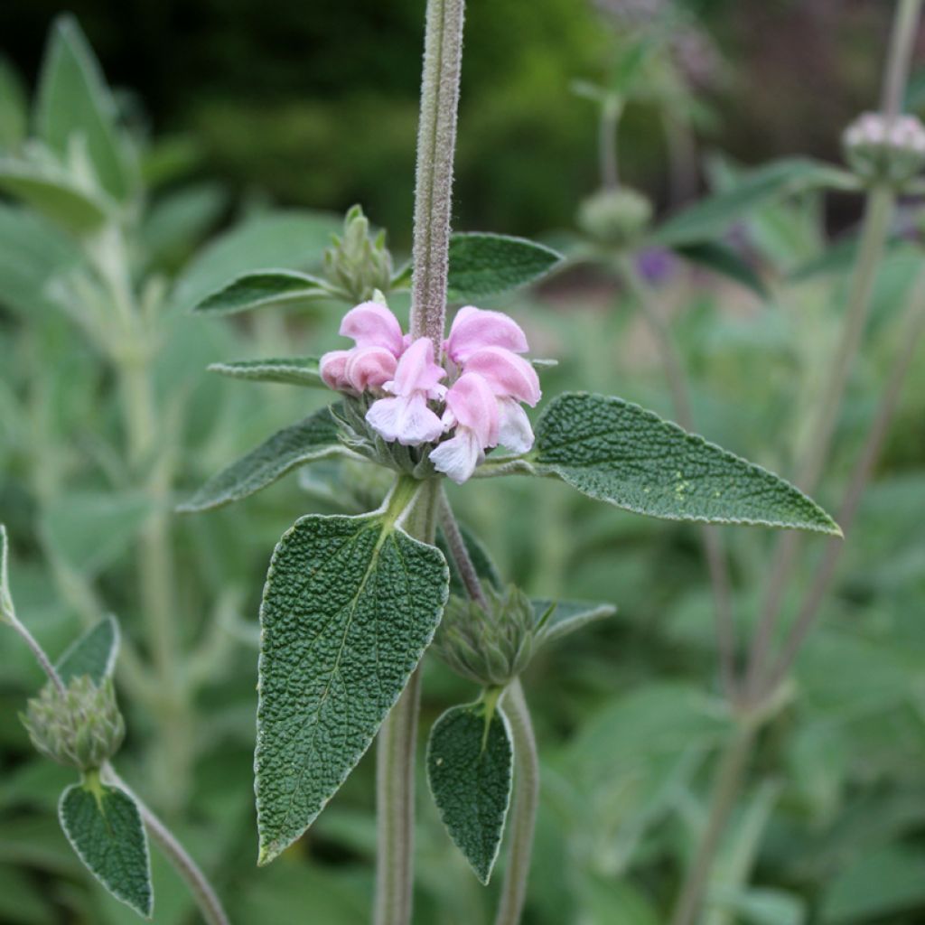 Phlomis purpurea - Sauge de Jérusalem pourpre