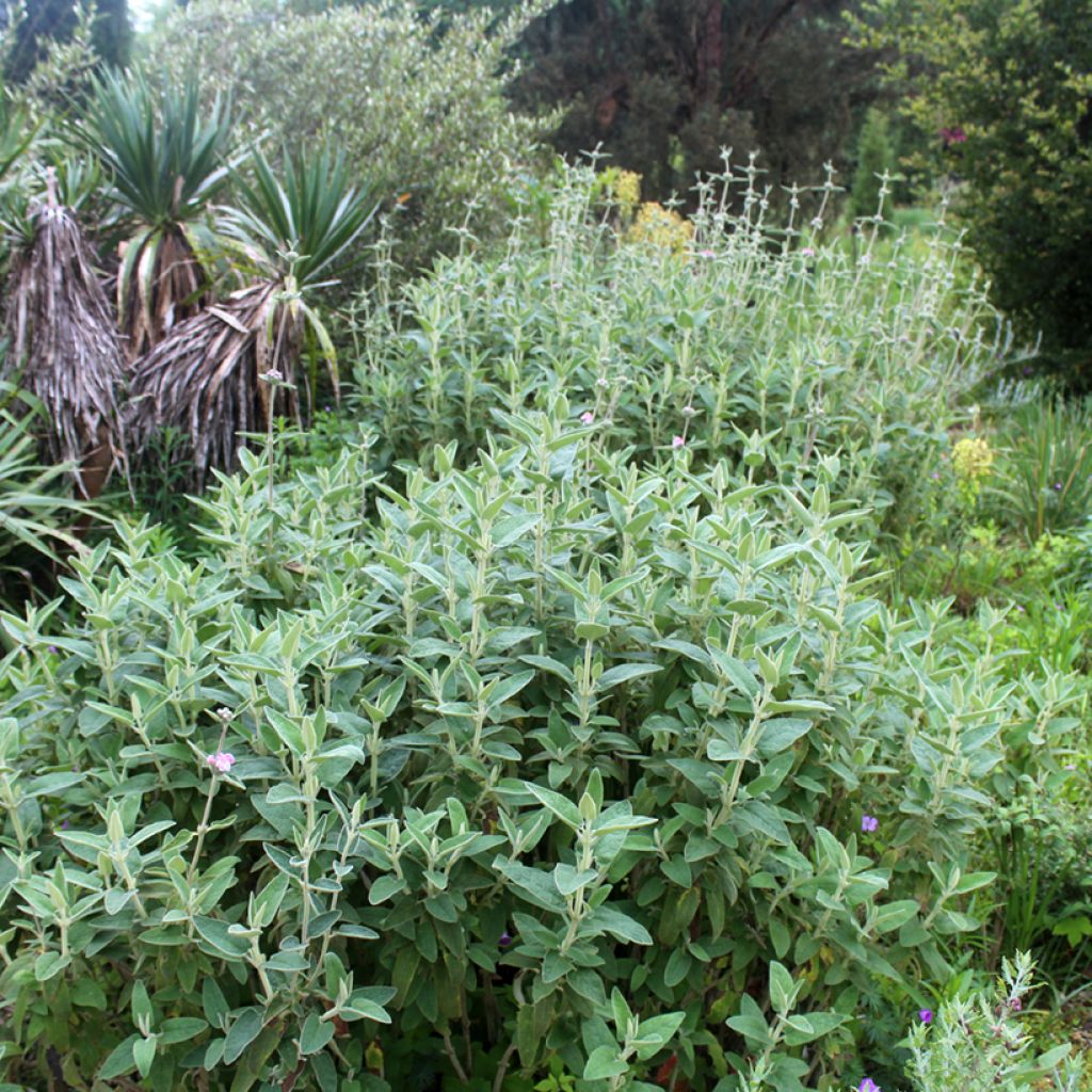 Phlomis purpurea - Sauge de Jérusalem pourpre