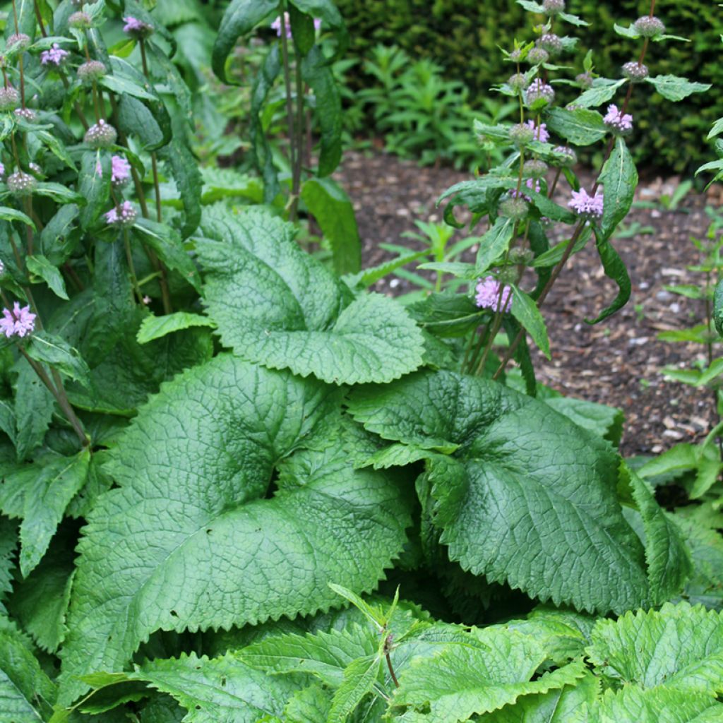 Phlomis tubéreux - Phlomis tuberosa Amazone