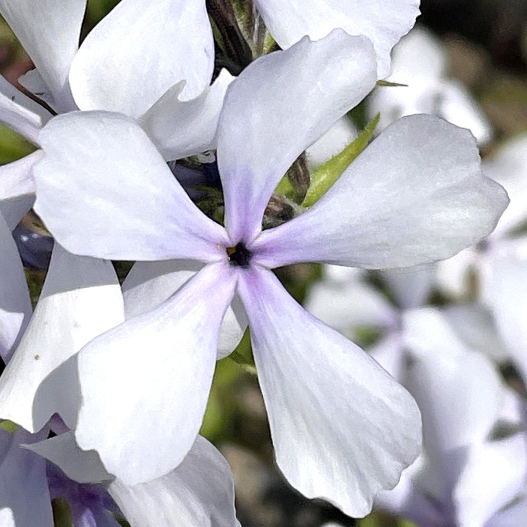 Phlox divaricata Dirigo Ice