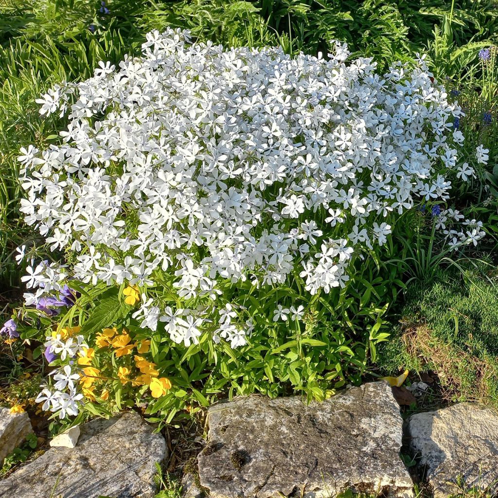 Phlox divaricata White Perfume