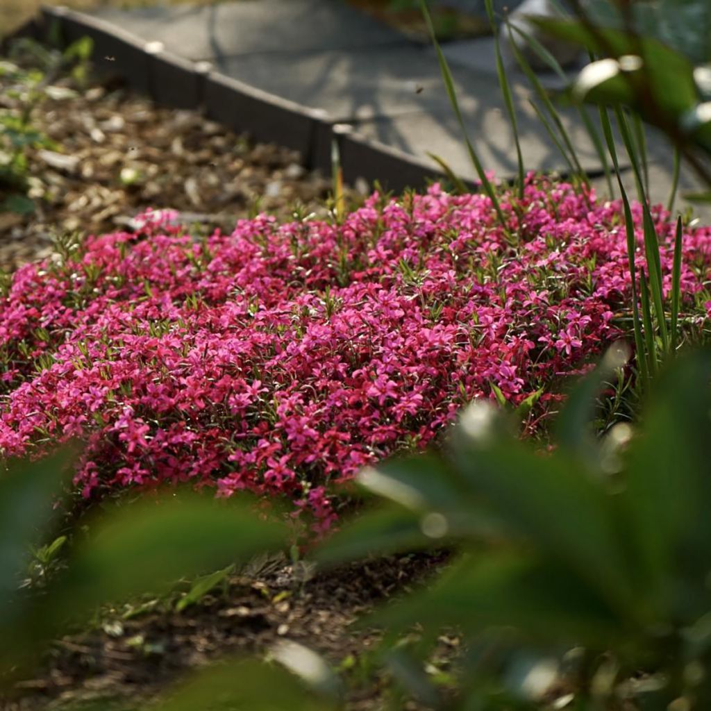 Phlox mousse Scarlet Flame - Phlox subulata
