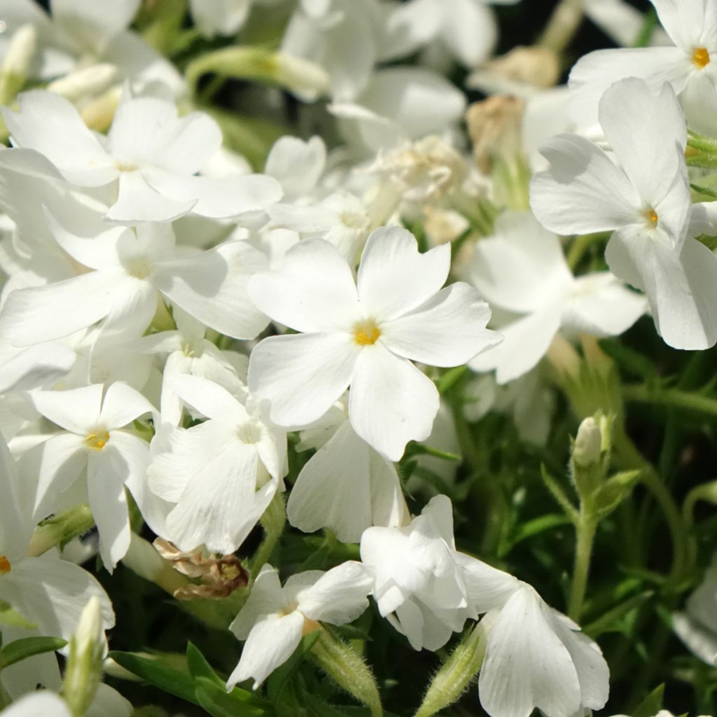 Phlox mousse White Delight