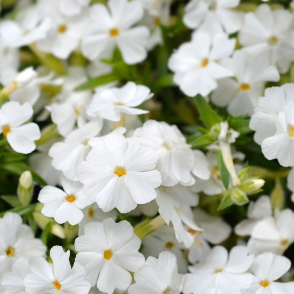 Phlox mousse White Delight