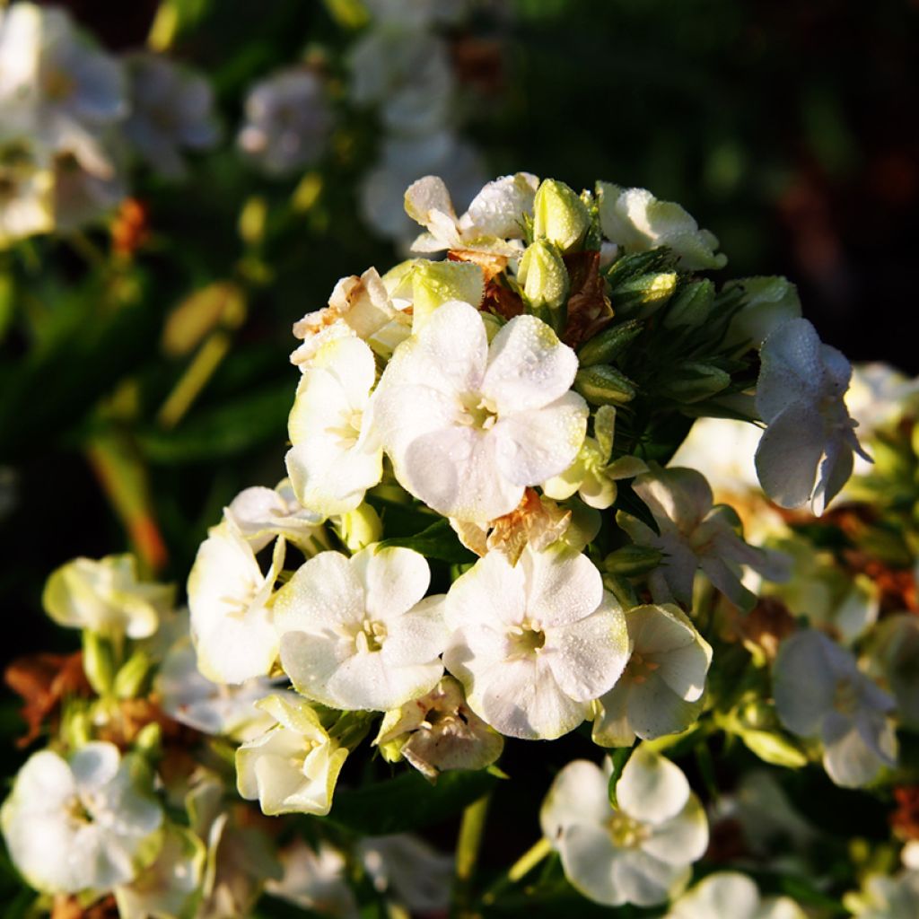 Phlox paniculata Jade - Phlox paniculé
