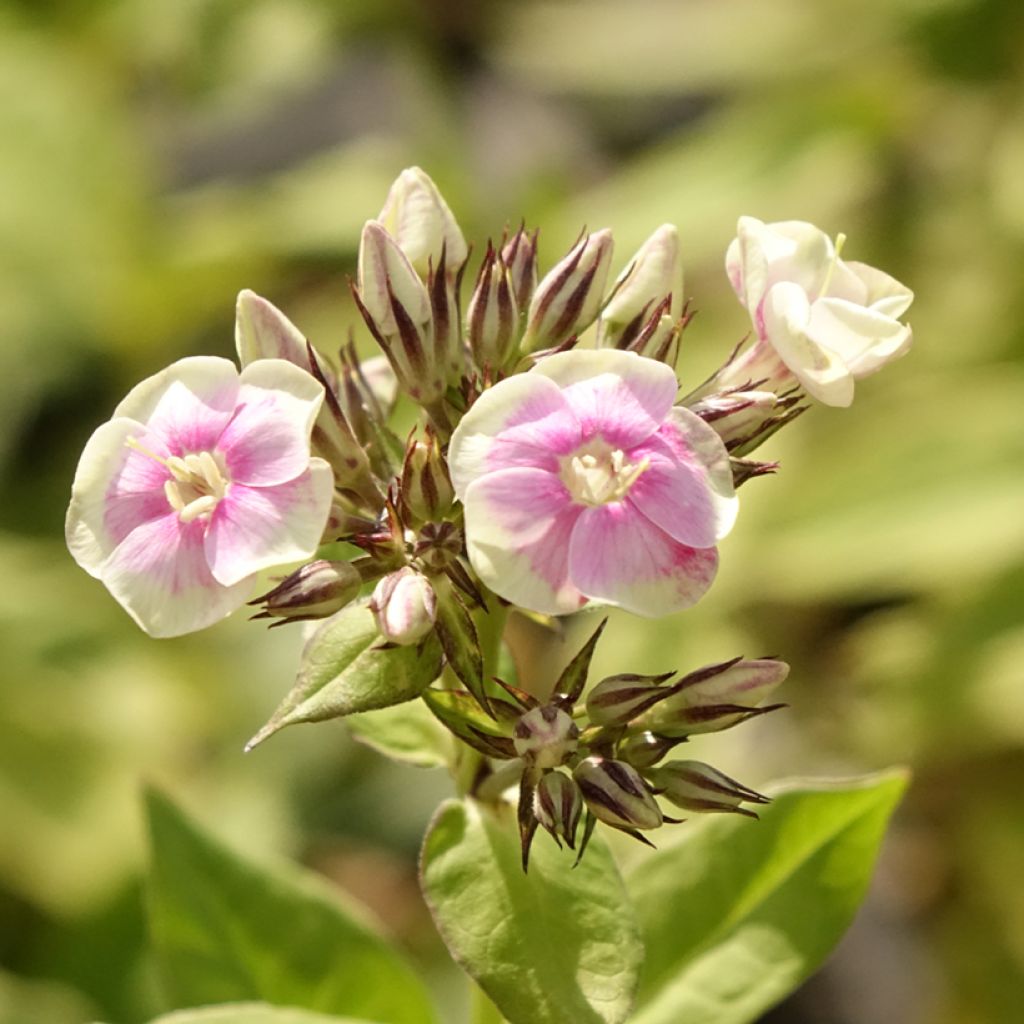 Phlox paniculata Mystic Green