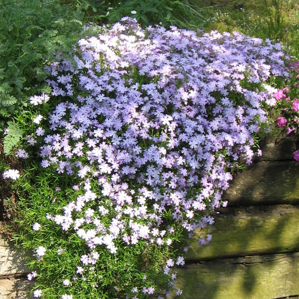 Phlox subulata Emerald Cushion Blue - Phlox mousse bleu clair