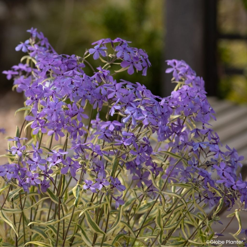 Phlox divaricata Blue Ribbons