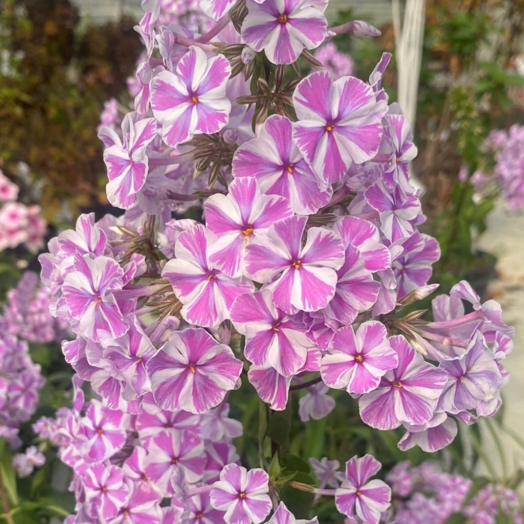Phlox maculata Natasha