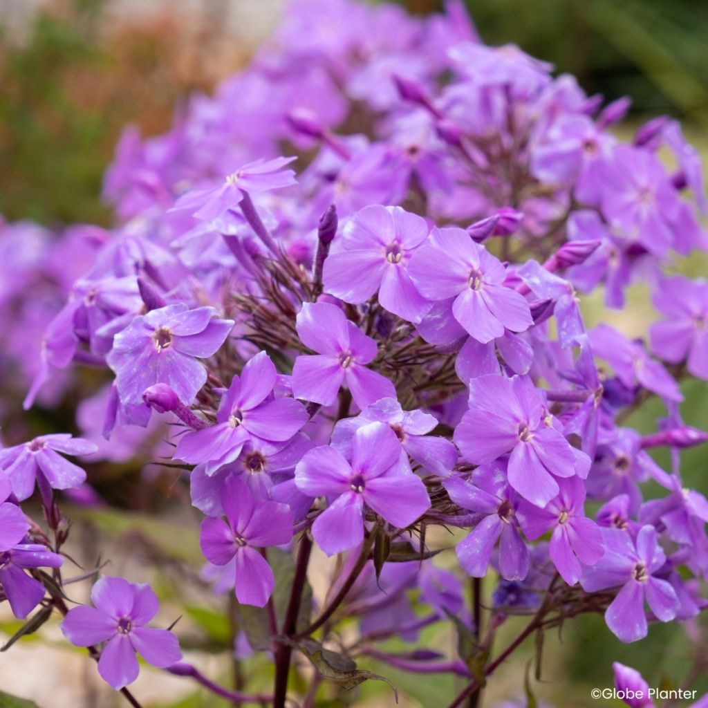 Phlox Queen Paola