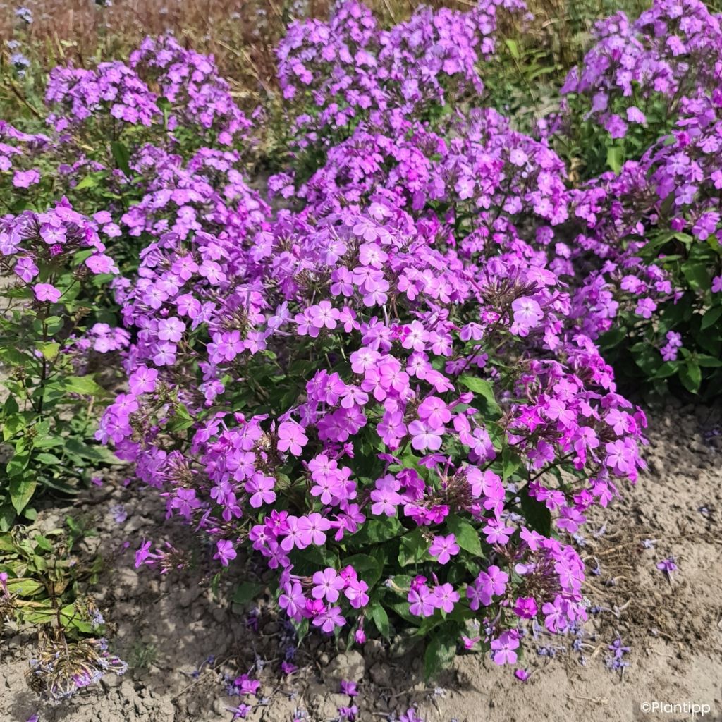 Phlox Queen Paola