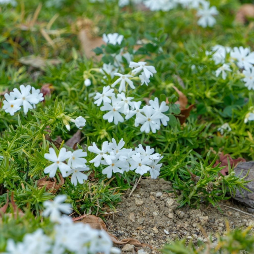 Phlox mousse White Delight