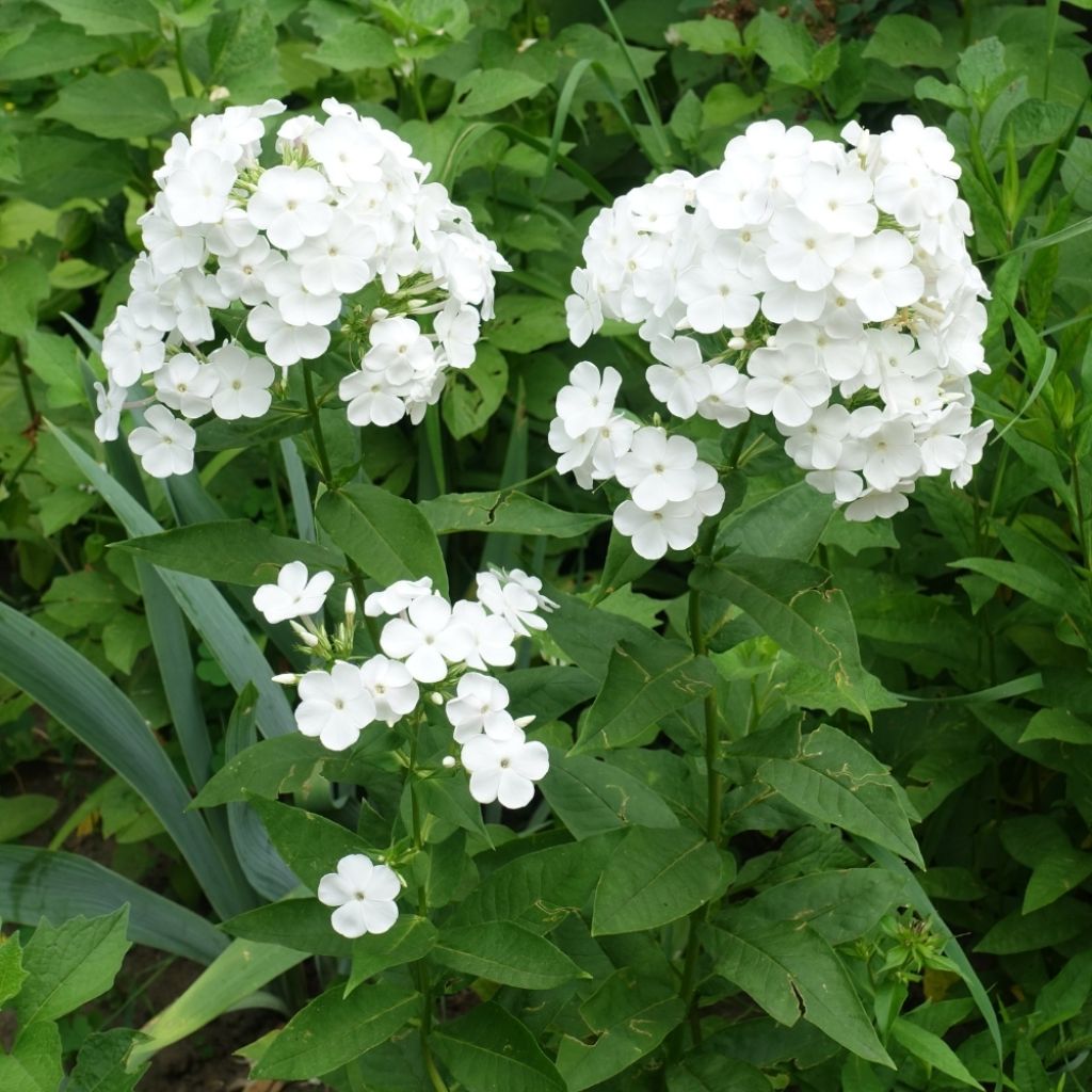Phlox paniculata Fujiyama