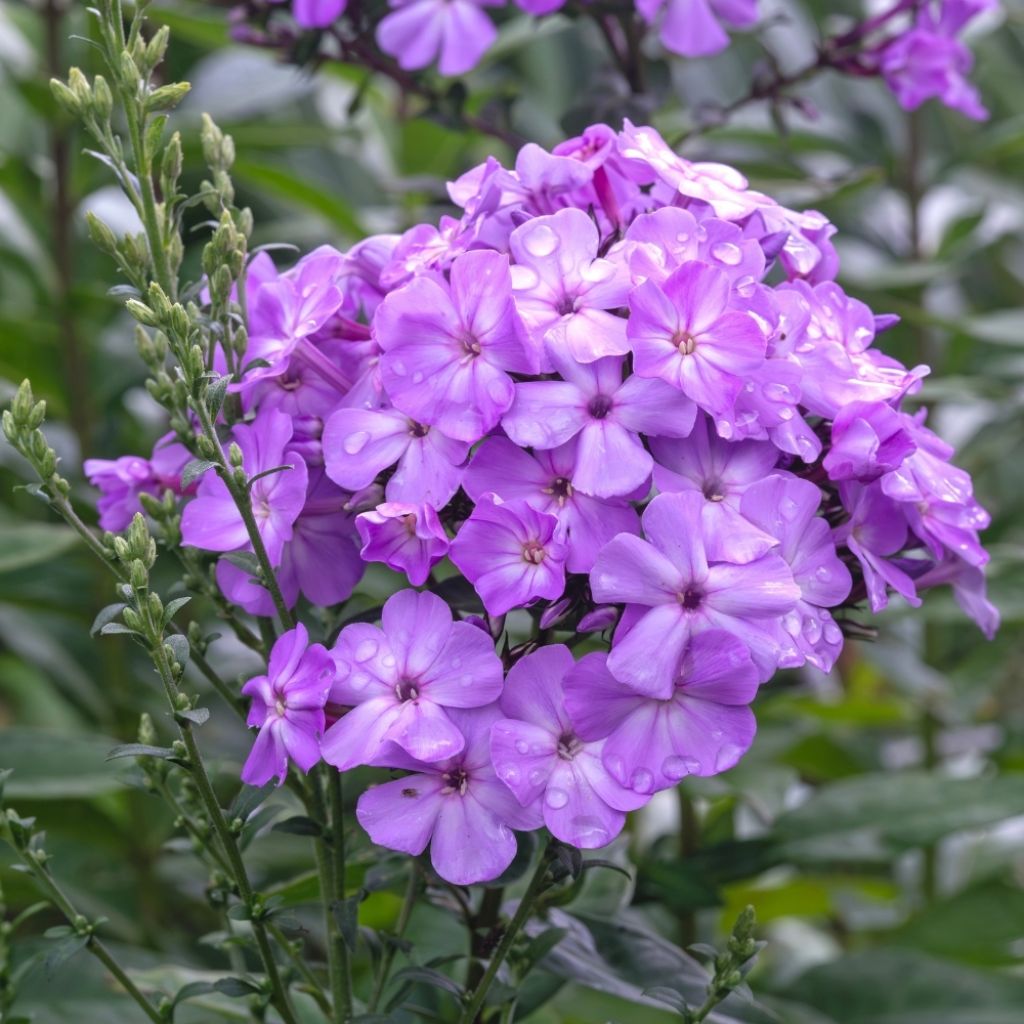 Phlox paniculata Blue Paradise