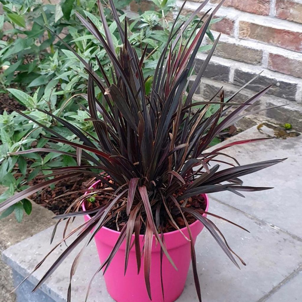 Phormium Mini Magic - Lin de Nouvelle-Zélande