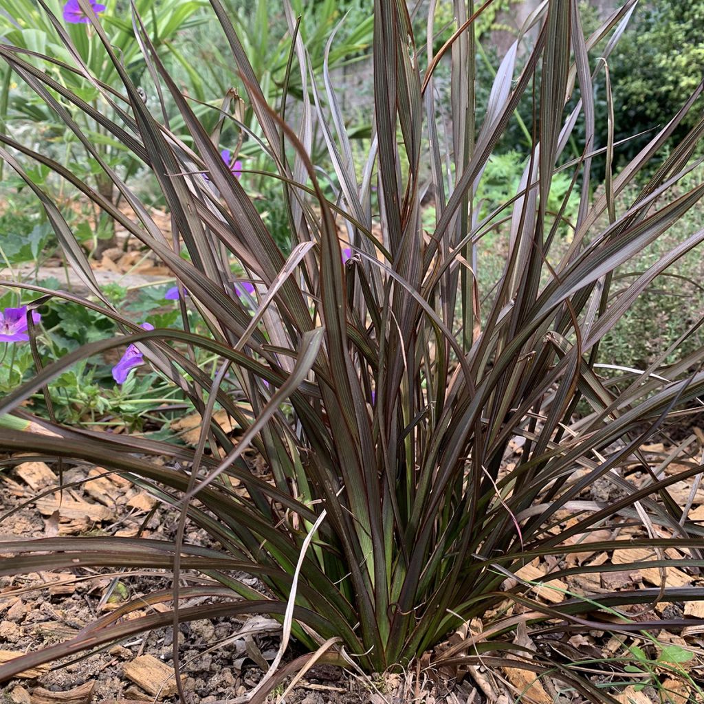 Phormium Special Red - Lin de Nouvelle-Zélande