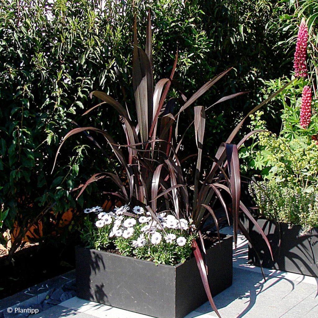 Phormium cookianum Black adder - Lin des Montagnes.