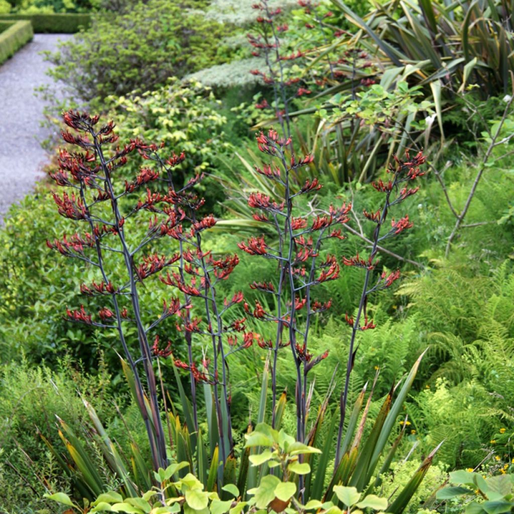 Phormium tenax - Lin de Nouvelle-Zélande