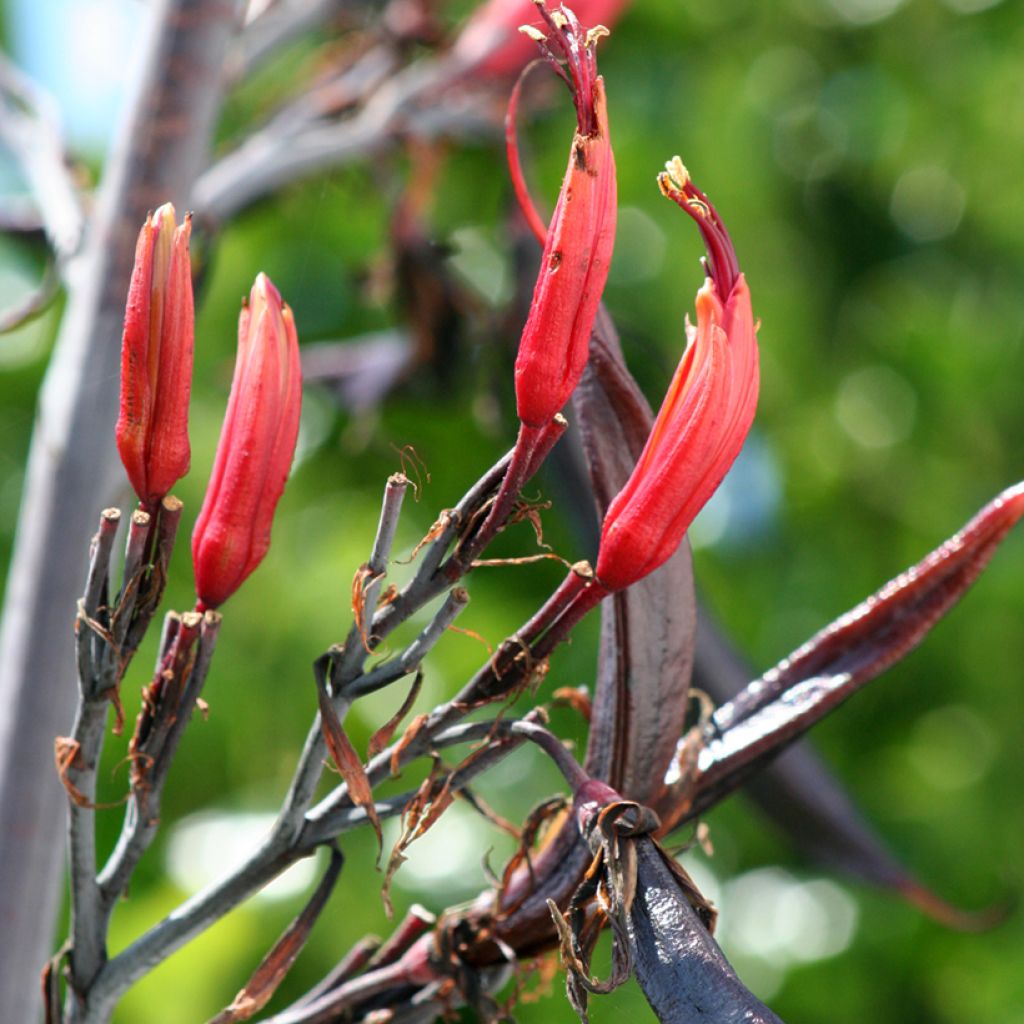 Phormium tenax - Lin de Nouvelle-Zélande