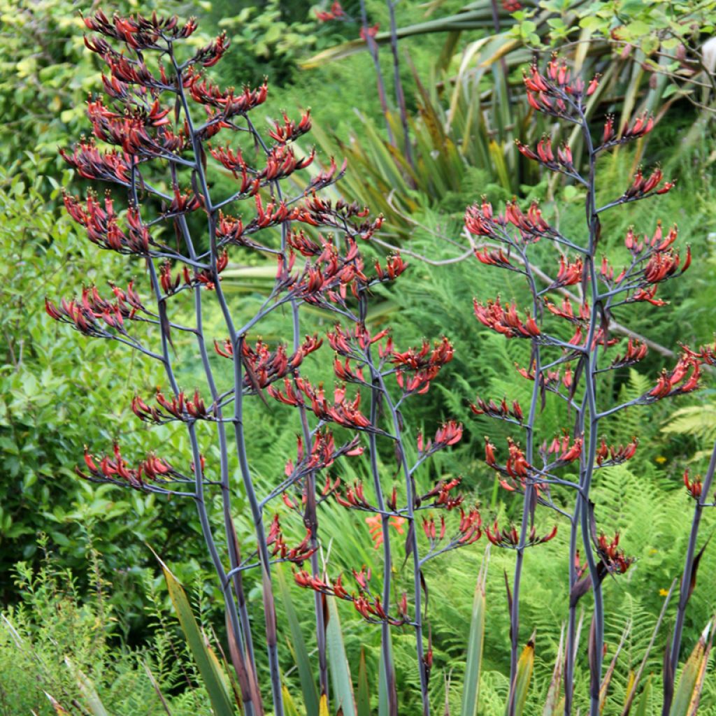 Phormium tenax - Lin de Nouvelle-Zélande