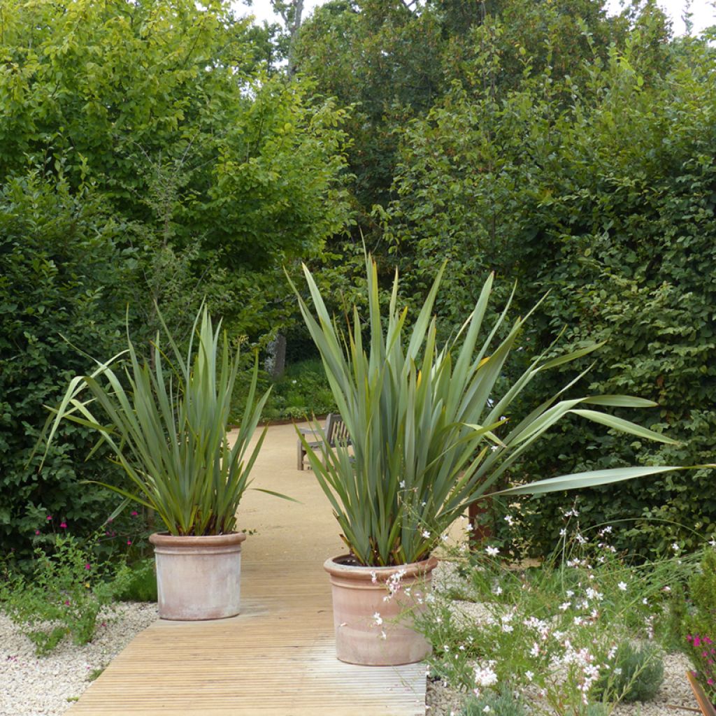 Phormium tenax - Lin de Nouvelle-Zélande