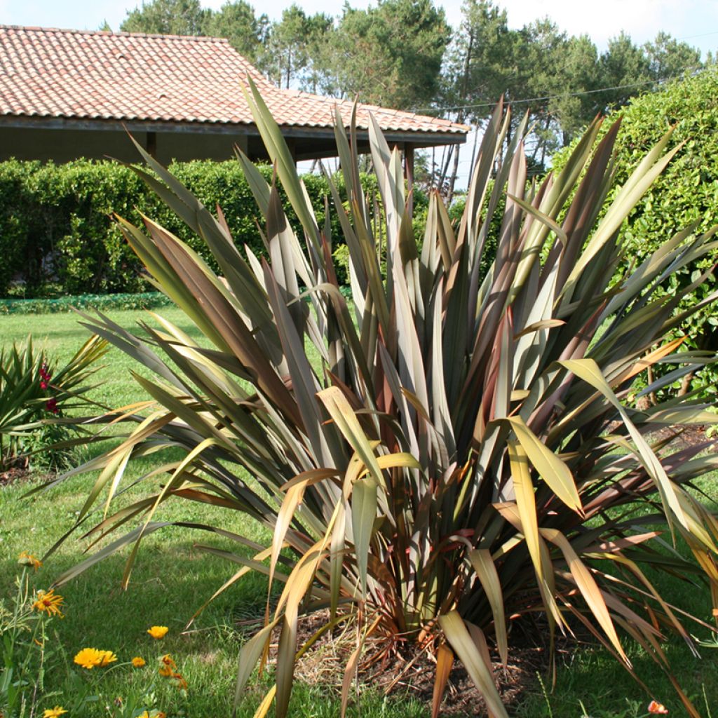 Phormium tenax Purpureum - Lin de Nouvelle-Zélande