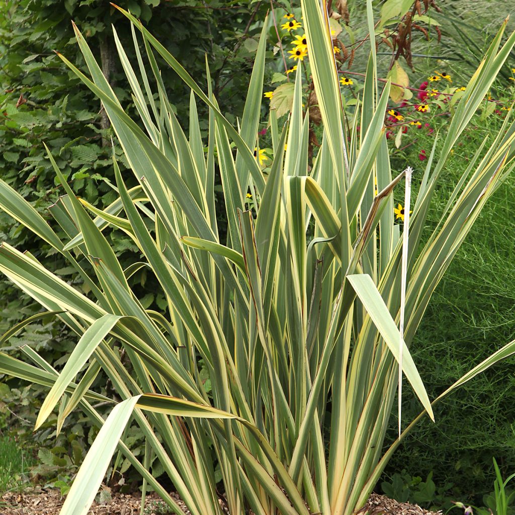 Phormium Duet - Lin de Nouvelle-Zélande