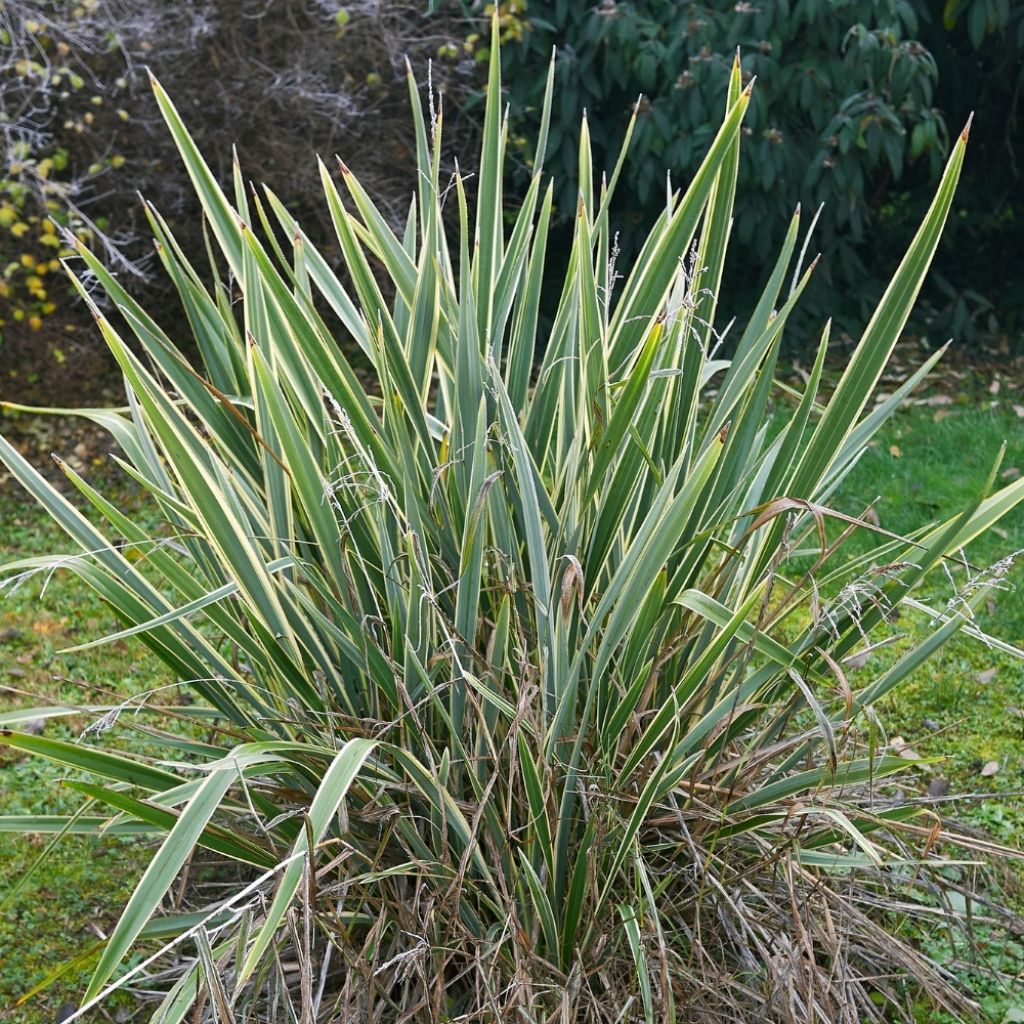 Phormium tenax Variegatum - Lin de Nouvelle-Zélande