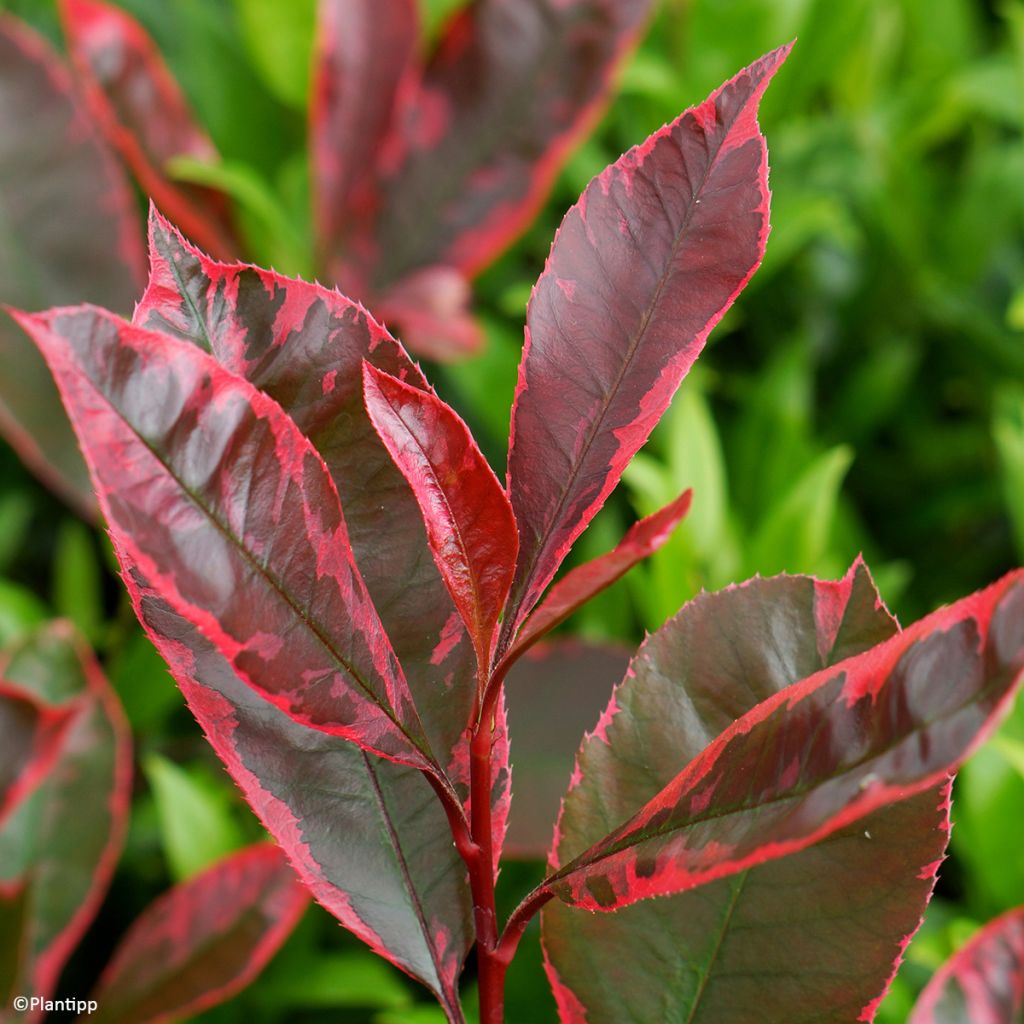 Photinia fraseri Louise