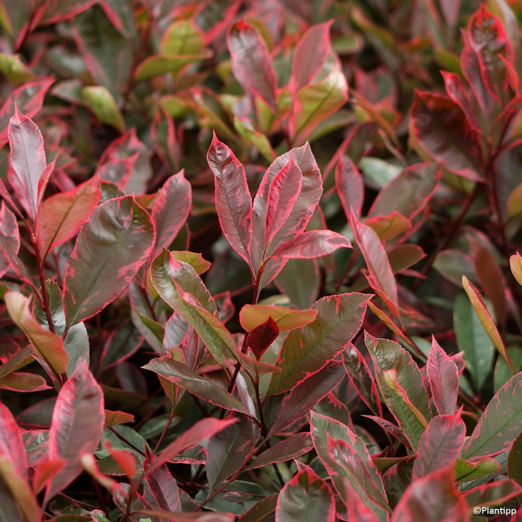 Photinia fraseri Louise