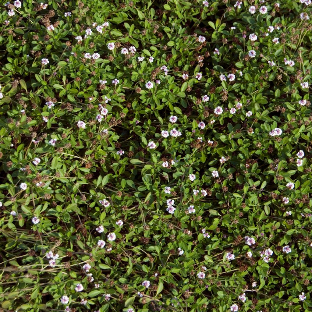 Phyla nodiflora var. canescens - Lippia nodiflora