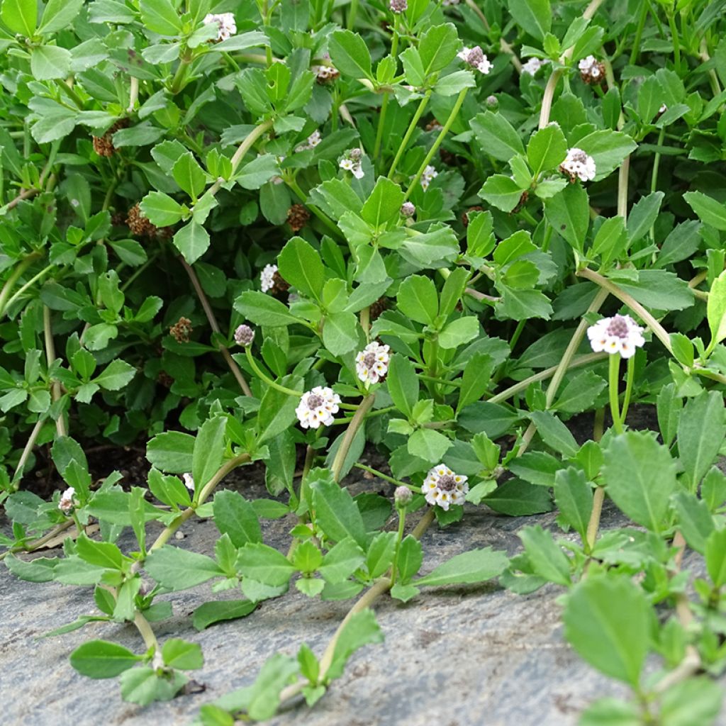 Phyla ou Lippia nodiflora - Verveine nodulaire