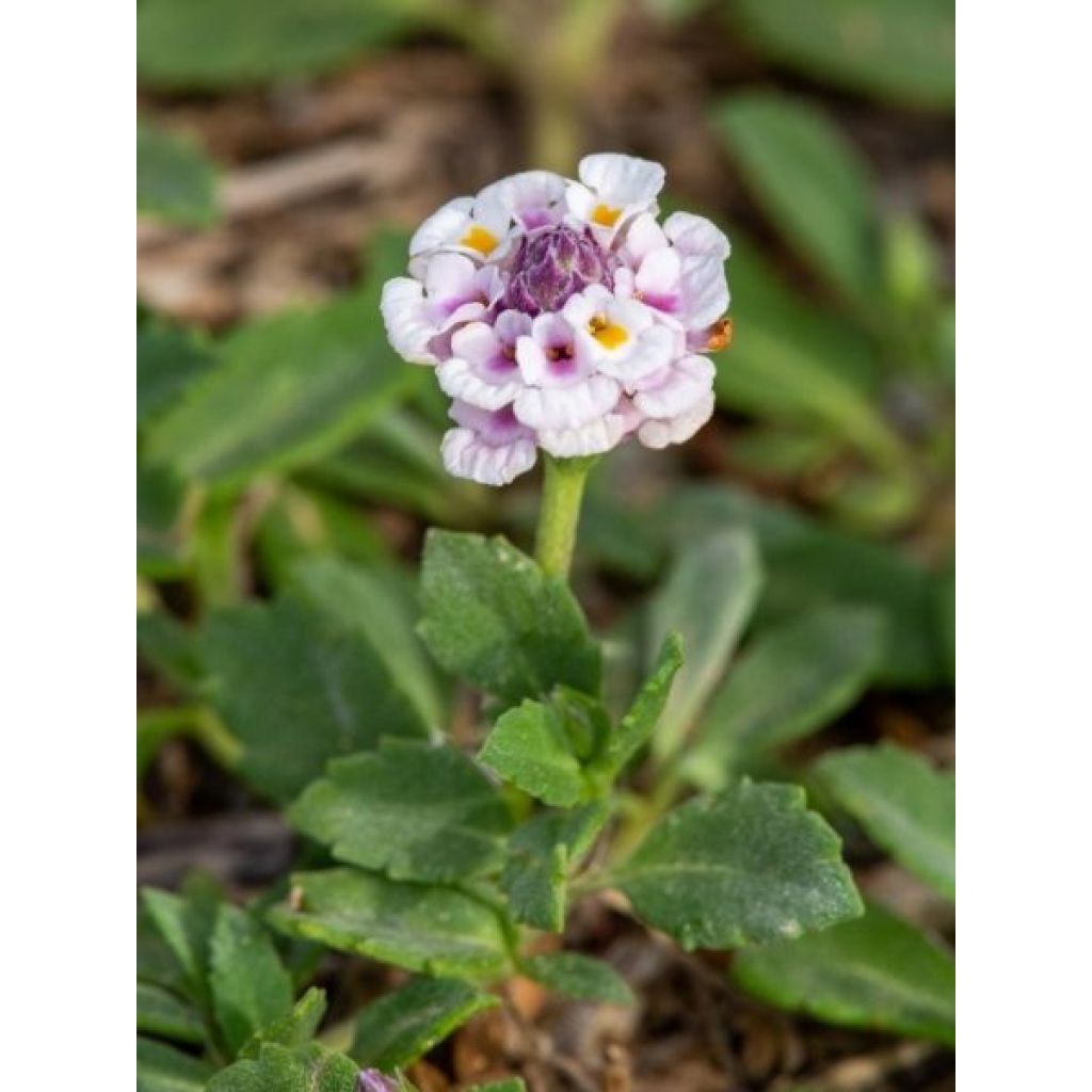 Phyla nodiflora var. canescens - Lippia nodiflora