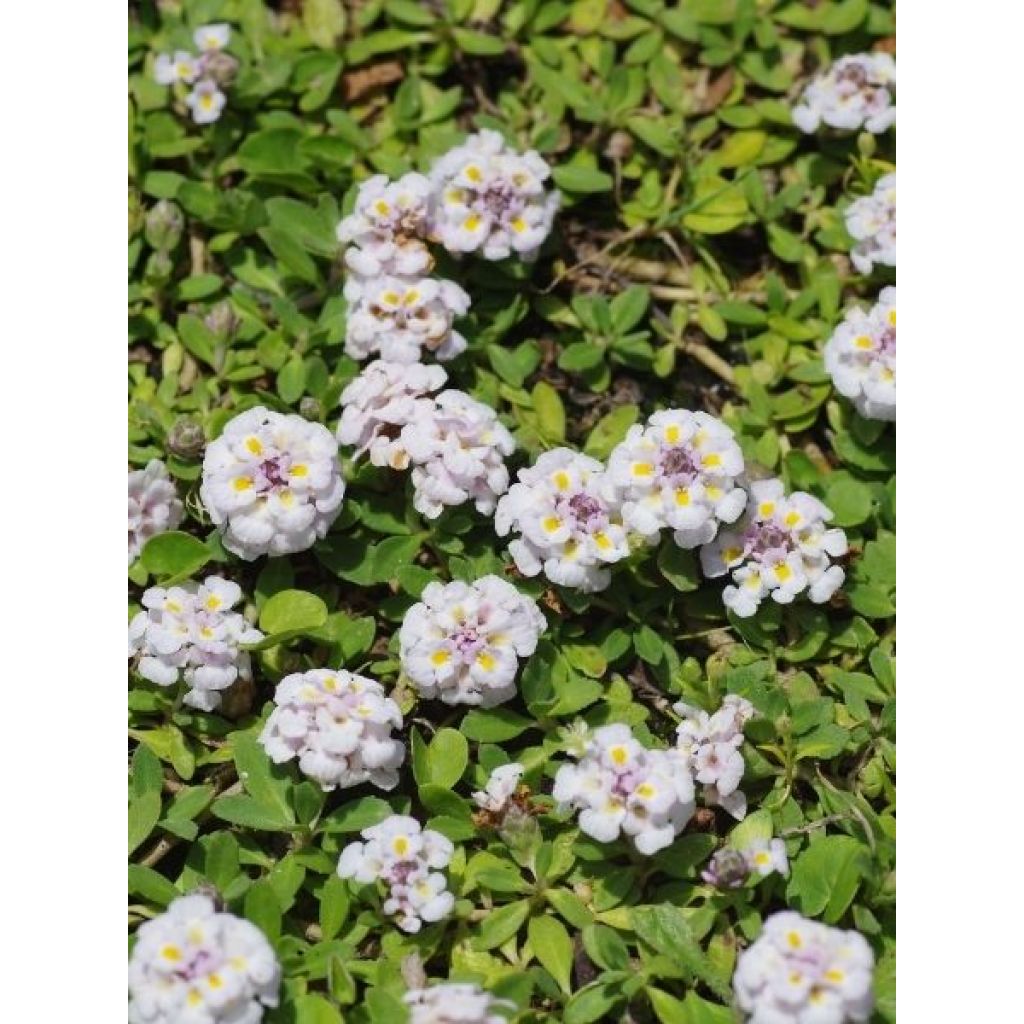 Phyla nodiflora var. canescens - Lippia nodiflora