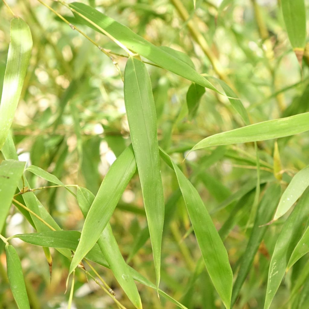 Phyllostachys flexuosa - Bambou moyen